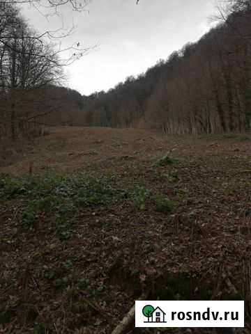 Расчистка участков. Спил деревьев Сочи - изображение 1