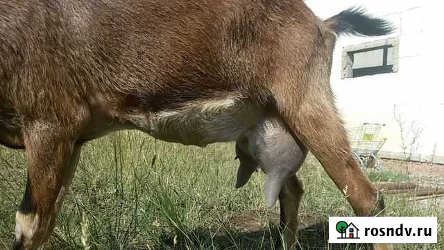 Доставка продуктов на дом Оренбург - изображение 1