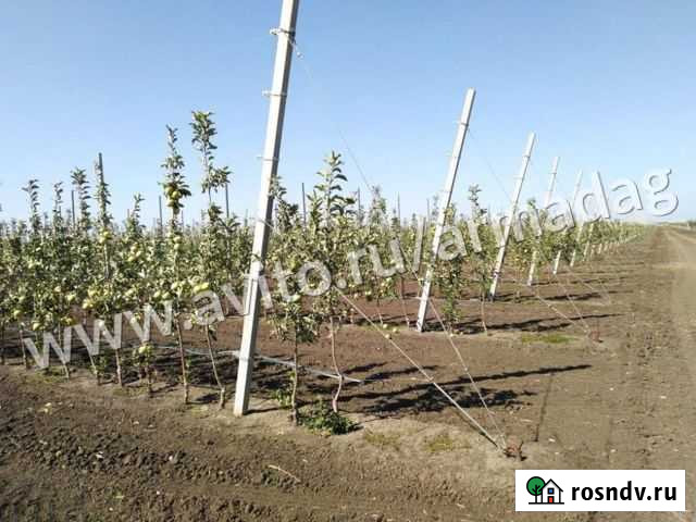 Бетонная шпалера (столб) для садов и виноградников Ялта - изображение 1