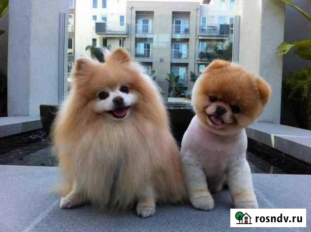 Стрижка и тримминг собак любых пород и кошек Обнинск - изображение 1