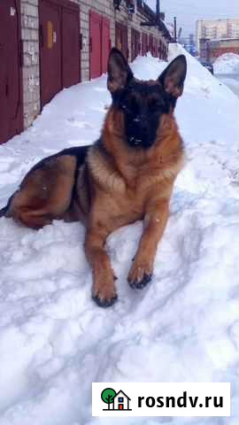 Вязка собак Томск - изображение 1