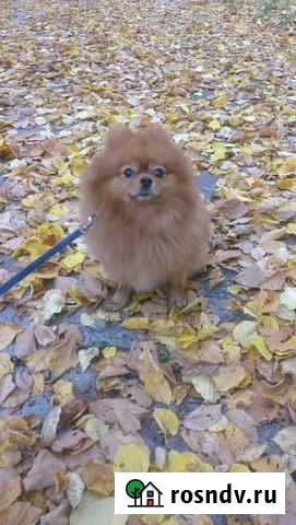 Шпиц (вязка) Шебекино - изображение 1