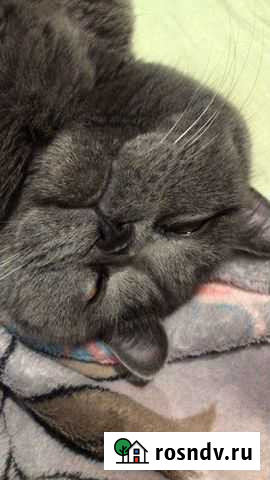 Передержка кошек и грызунов Москва - изображение 1