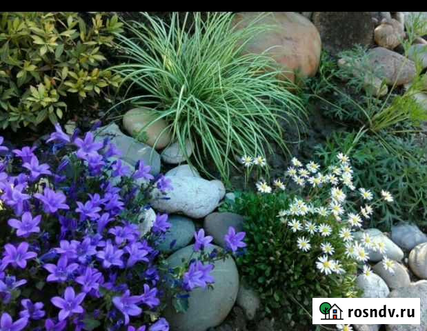 Ландшафтный дизайн.Декоративные растения Анапа - изображение 1