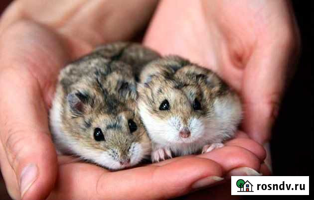 Передержка грызунов Оренбург - изображение 1