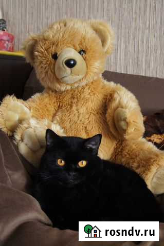 Передержка собак и кошек (домашняя и вольерная) Тверь - изображение 1