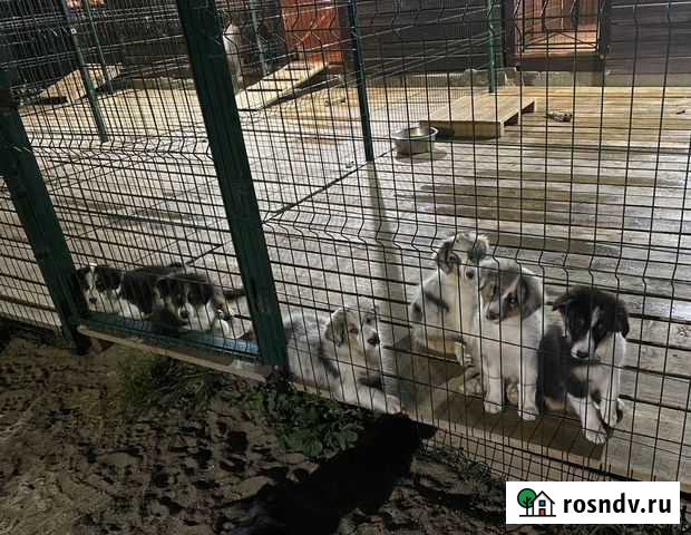 Передержка собак Ярославль - изображение 1