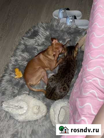 Вязка той-терьера Тула - изображение 1