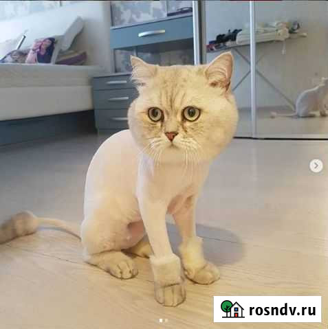 Стрижка кошек. Выезд на дом Владивосток - изображение 1