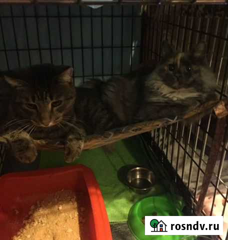 Передержка Животных Новосибирск - изображение 1