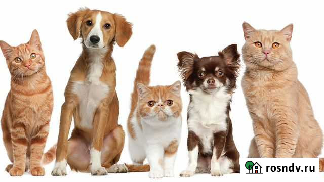 Гостиница для животных (квартирная передержка) Ангарск - изображение 1