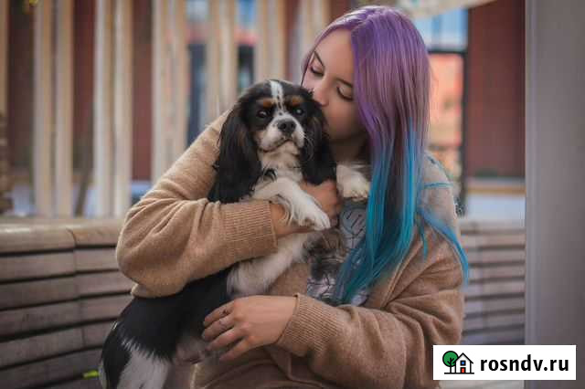 Кинолог, передержка с дрессировкой Тула - изображение 1