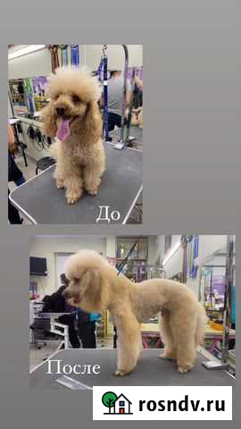 Услуги грумера Пенза - изображение 1
