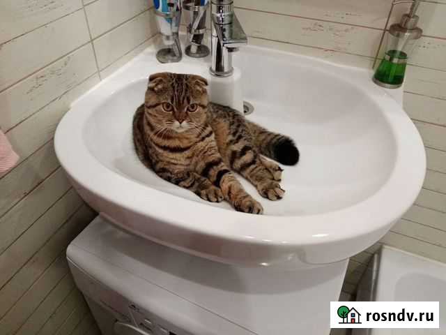 Вязка котов шотландских Дмитров - изображение 1