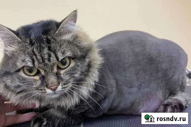 Услуги грумера Тюмень - изображение 1