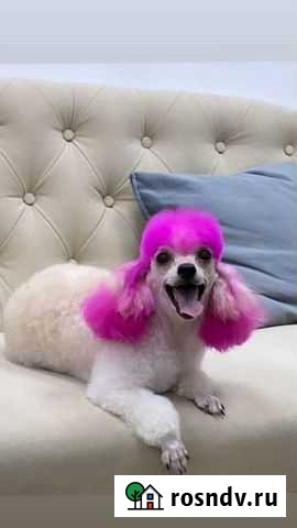 Стрижка собак груминг все породы конкурс внутри Москва - изображение 1