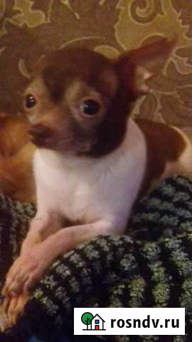 Чихуахуа Иваново - изображение 1