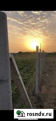 Шпалеры, пасинки Дербент - изображение 1