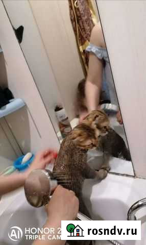 Стрижка кошечек и собачек Каменск-Уральский - изображение 1