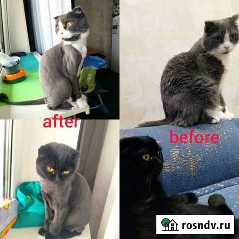 Грумер стрижка кошек Омск - изображение 1