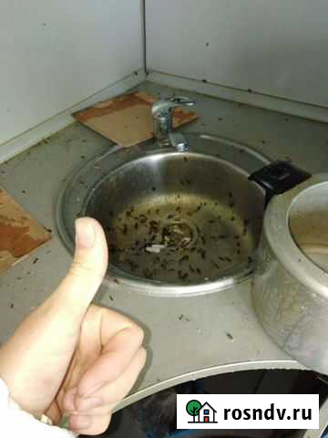 Уничтожение тараканов травля клопов клещей комаров Балаково - изображение 1