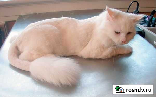 Стрижка кошек на дому, вакцинация Кировск - изображение 1