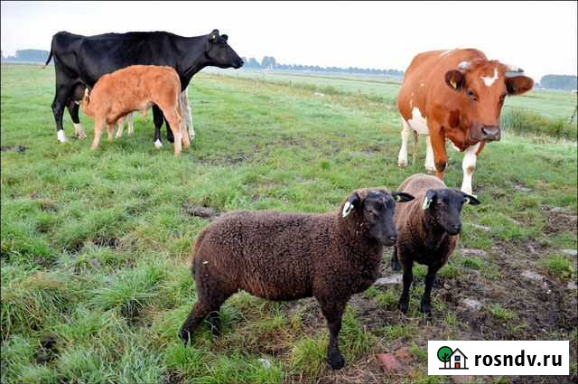 Убой крс коровы быки Бабынино - изображение 1