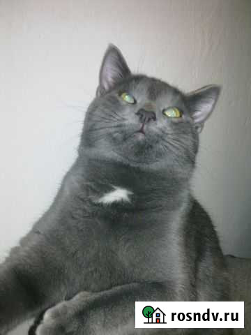 Нужна кошка Екатеринбург - изображение 1
