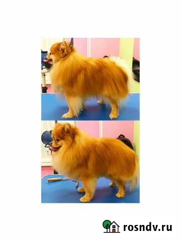 Стрижка собак и кошек. Грумер Курск - изображение 1