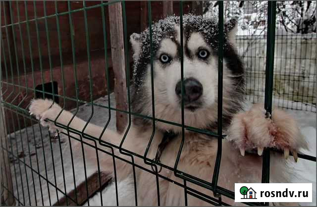 Передержка собак Нижний Новгород - изображение 1
