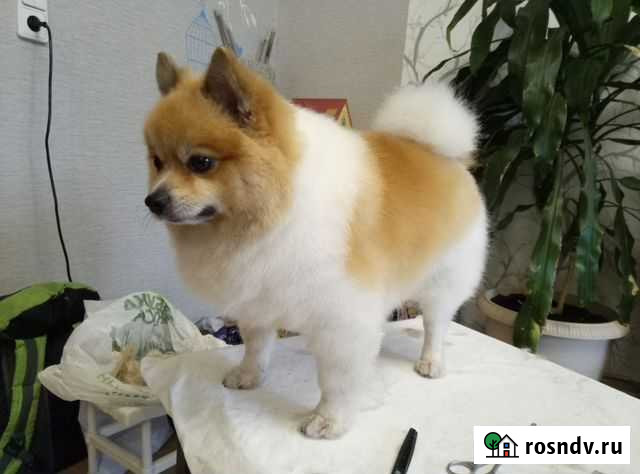 Стрижка собак, кошек, грумминг, вычесывание Москва - изображение 1