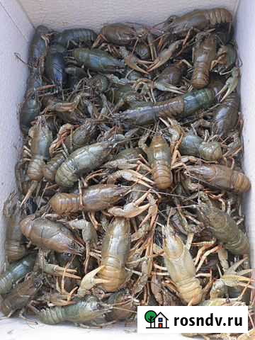 Живые Раки Тула - изображение 1