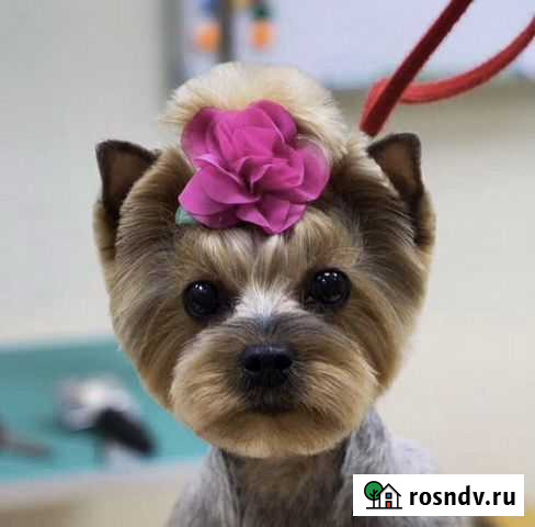 Стрижка собак и кошек Сургут - изображение 1