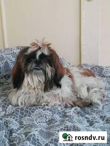 Домашняя передержка Санкт-Петербург - изображение 1