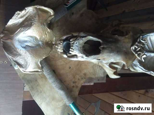 Выделка шкур домашних и диких животных Хабаровск - изображение 1