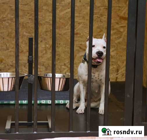 Гостиница для животных, передержка Тюмень - изображение 1