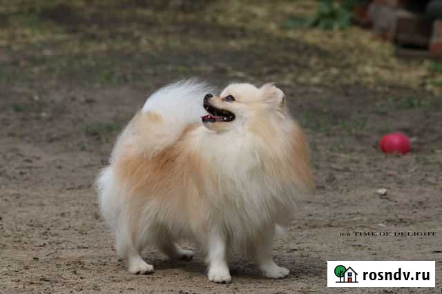 Приглашаем сук на вязки Мичуринск - изображение 1