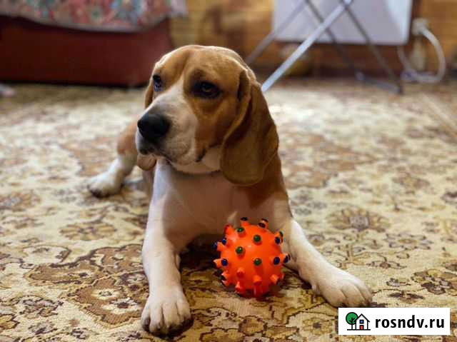 Бигль вязка Ростов-на-Дону - изображение 1