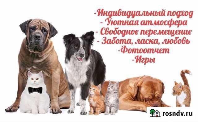 Зоогостиница Вологда - изображение 1