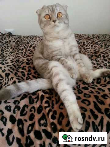 Передержка кошек и других животных Тюмень - изображение 1