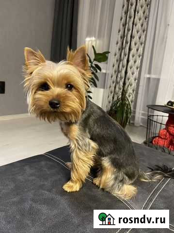 Вязка йоркширского терьера Нижний Новгород - изображение 1