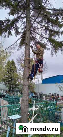 Спил деревьев Долгое - изображение 1