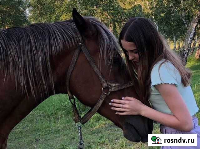 Катание и прогулки на лошади Ангарск - изображение 1
