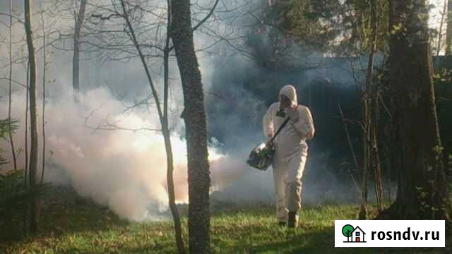 Уничтожение клопов, тараканов, мышей дезинфекция Йошкар-Ола - изображение 1