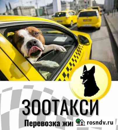 Зоотакси.Перевозка животных Калининград