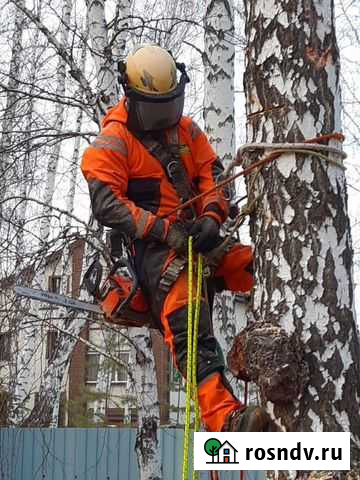 Спилить дерево, спил деревьев без автовышки Челябинск - изображение 1