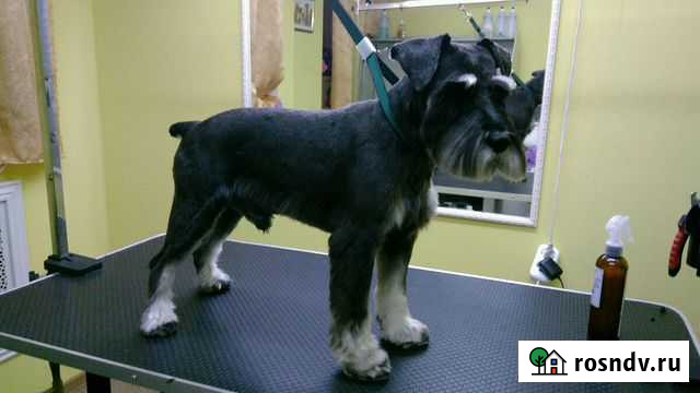 Стрижка, тримминг собак в салоне и на дому Санкт-Петербург - изображение 1