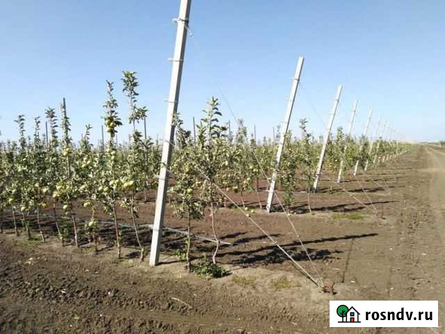 Бетонная шпалера (столб) для садов и виноградников Кизляр - изображение 1