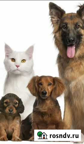 Передержка собак и кошек Казань - изображение 1