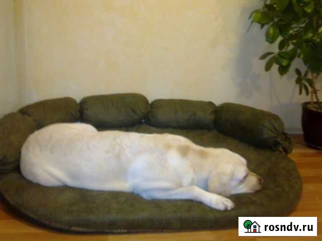 Передержка домашних животных Курск - изображение 1